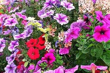 Mainly Petunias