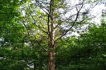 Vines on a tree