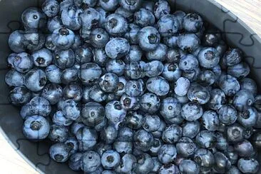 Blueberries