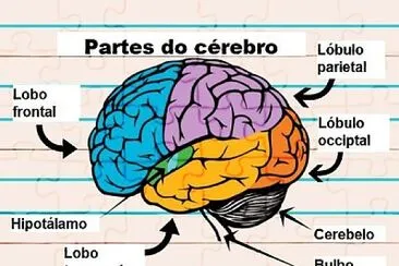 cerebro