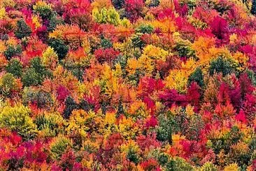 autumn# 258 jigsaw puzzle