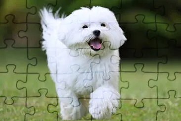 Bichon Maltais jigsaw puzzle