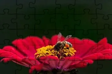 Toy jigsaw puzzle