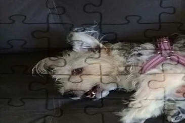 Animais de estimacao jigsaw puzzle