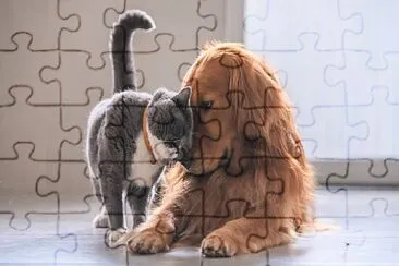 gato y perro jigsaw puzzle