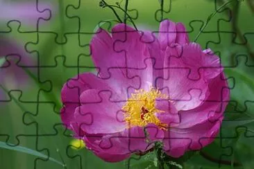 Foto jigsaw puzzle