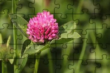 Foto jigsaw puzzle