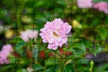 Foto jigsaw puzzle