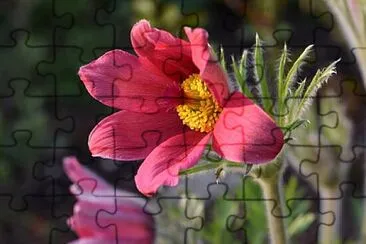 Foto jigsaw puzzle