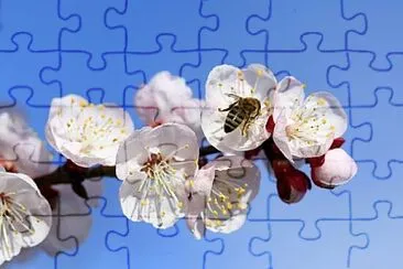 Foto jigsaw puzzle