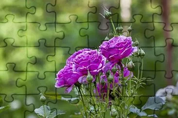 Foto jigsaw puzzle