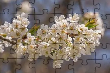 Foto jigsaw puzzle