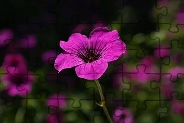 Foto jigsaw puzzle