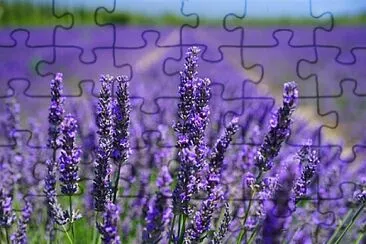 Foto jigsaw puzzle