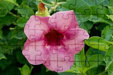 Foto jigsaw puzzle