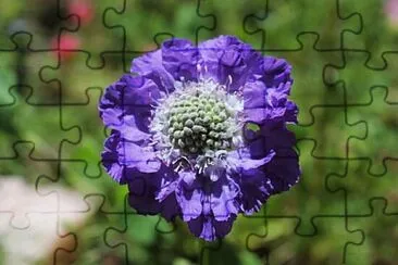 Foto jigsaw puzzle