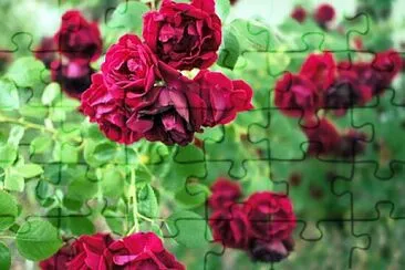 Foto jigsaw puzzle