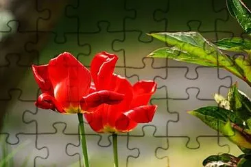 Foto jigsaw puzzle