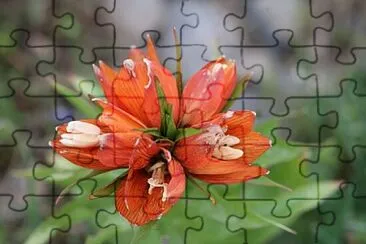 Foto jigsaw puzzle