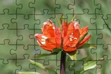 Foto jigsaw puzzle