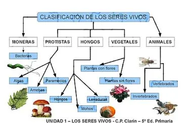 CLASIFICACION DE LOS SERES VIVOS