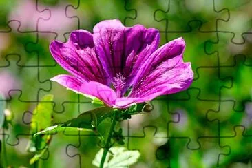 Foto jigsaw puzzle