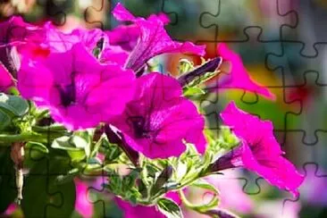 Foto jigsaw puzzle