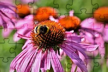 Foto jigsaw puzzle