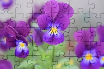 Foto jigsaw puzzle