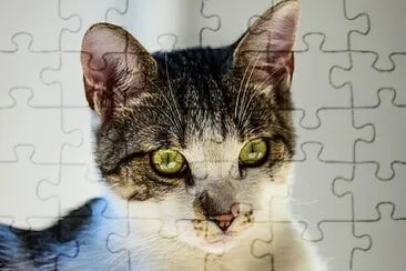  jigsaw puzzle