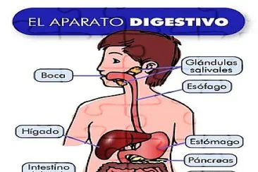 פאזל של Aprender órganos del aparato digestivo