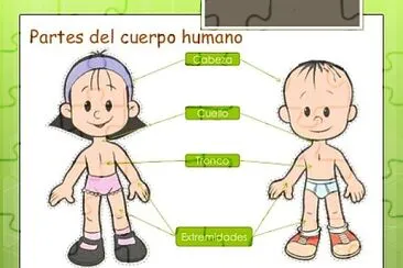 Partes del Cuerpo