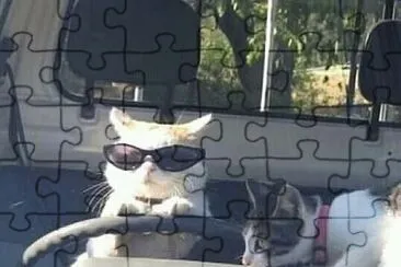 gatinho dirigindo jigsaw puzzle