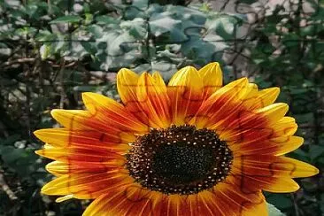 Dark sunflower jigsaw puzzle