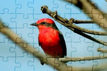 Foto jigsaw puzzle