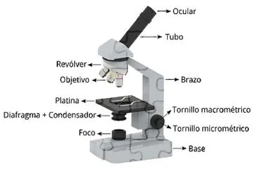 Partes de un microscopio optico