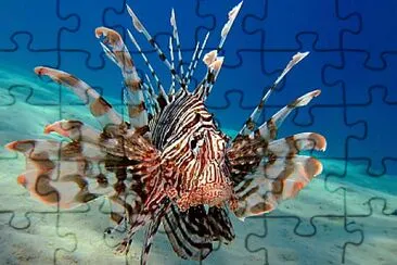 Lionfish jigsaw puzzle