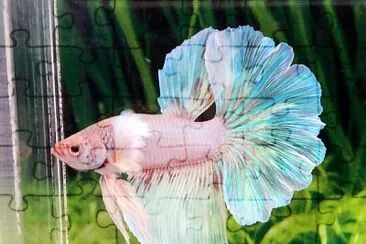 פאזל של Betta