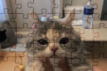 gatinho jigsaw puzzle