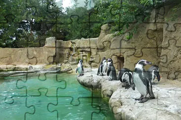 Manchots au zoo d 'Amiens jigsaw puzzle