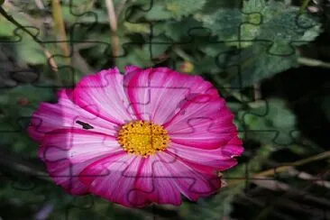 Cosmos jigsaw puzzle