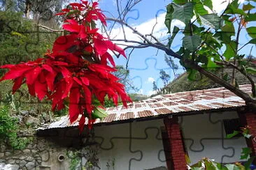 flor de navidad en la quebrada