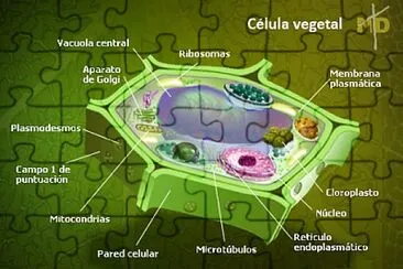 Célula vegetal