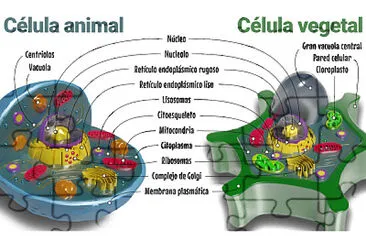 CELULA ANIMAL Y VEGETAL jigsaw puzzle