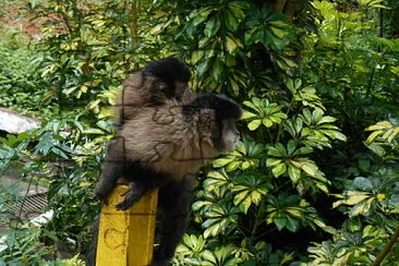 Macaco no parque