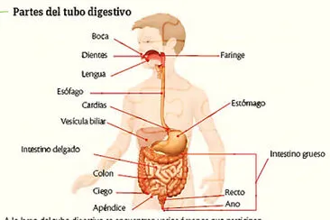 SISTEMA DIGESTIVO jigsaw puzzle