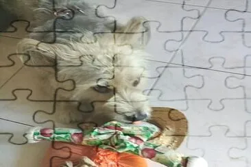 Animais de estimacao jigsaw puzzle