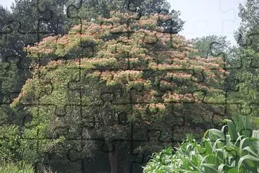 פאזל של acacia