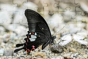 Papilio helenus