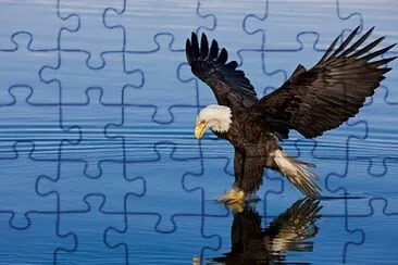  jigsaw puzzle